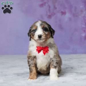 Riley, Mini Bernedoodle Puppy